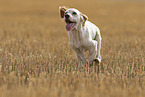 young English Setter