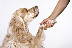 English Setter