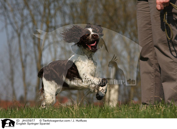 English Springer Spaniel / English Springer Spaniel / JH-05977