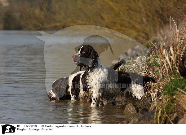 English Springer Spaniel / English Springer Spaniel / JH-06010