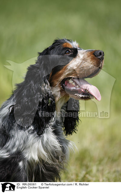 English Cocker Spaniel / RR-26081