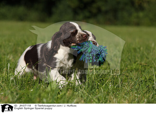 English Springer Spaniel puppy / JH-07118