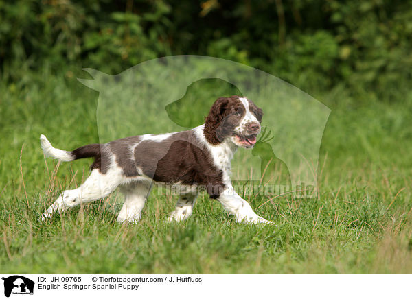English Springer Spaniel Puppy / JH-09765