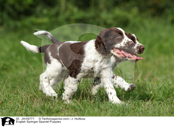 English Springer Spaniel Puppies / JH-09771