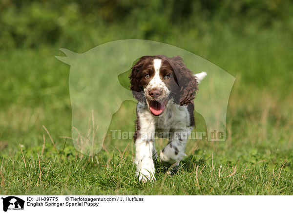 English Springer Spaniel Puppy / JH-09775
