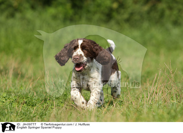 English Springer Spaniel Puppy / JH-09777