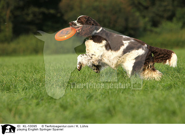 spielender English Springer Spaniel / playing English Springer Spaniel / KL-10095