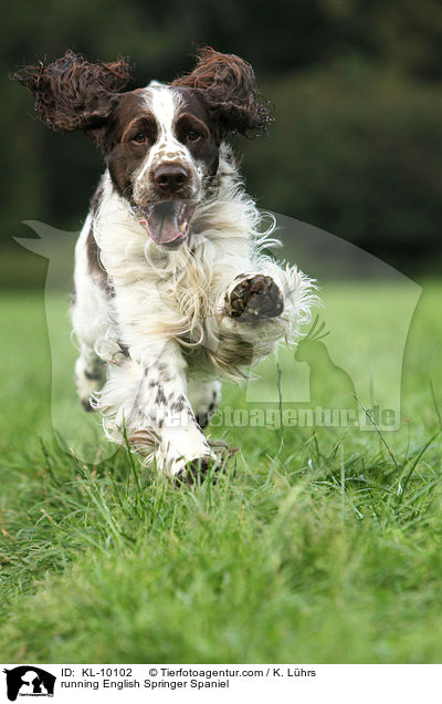 running English Springer Spaniel / KL-10102