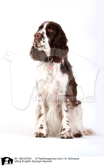 sitzender English Springer Spaniel / sitting English Springer Spaniel / NS-03762