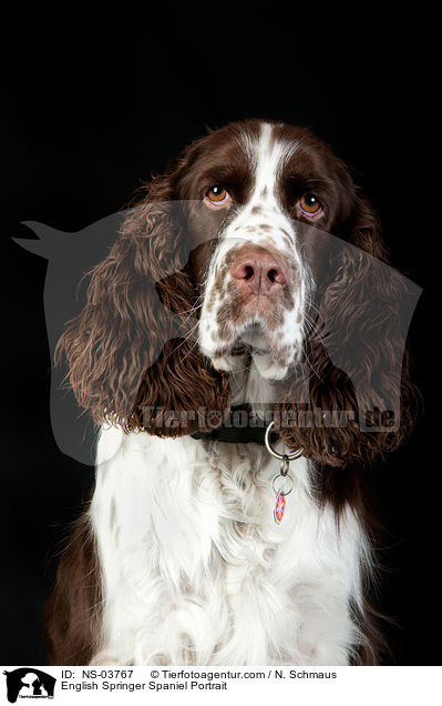 English Springer Spaniel Portrait / English Springer Spaniel Portrait / NS-03767