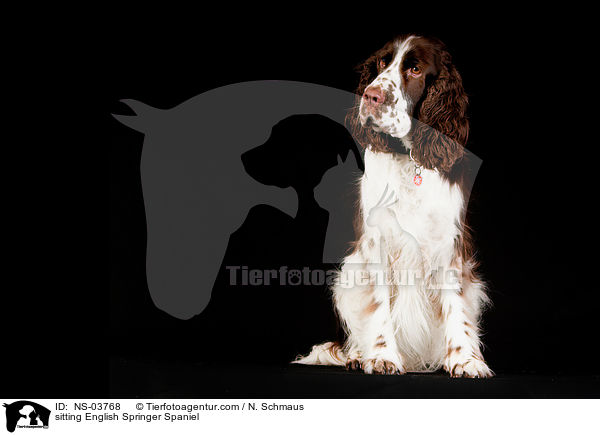 sitzender English Springer Spaniel / sitting English Springer Spaniel / NS-03768