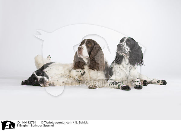 3 English Springer Spaniel / 3 English Springer Spaniel / NN-12791