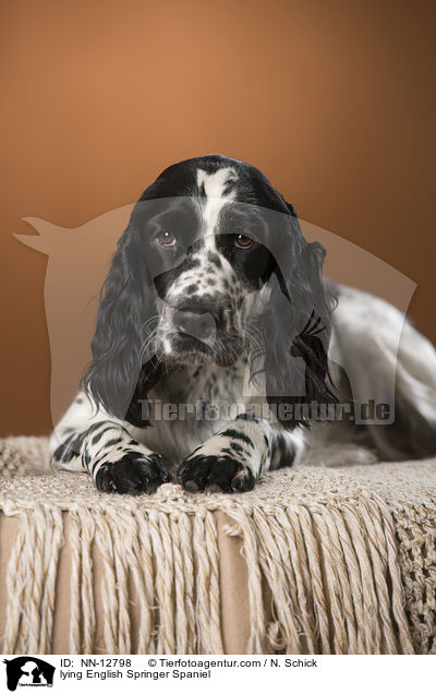 liegender English Springer Spaniel / lying English Springer Spaniel / NN-12798