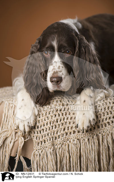 liegender English Springer Spaniel / lying English Springer Spaniel / NN-12831