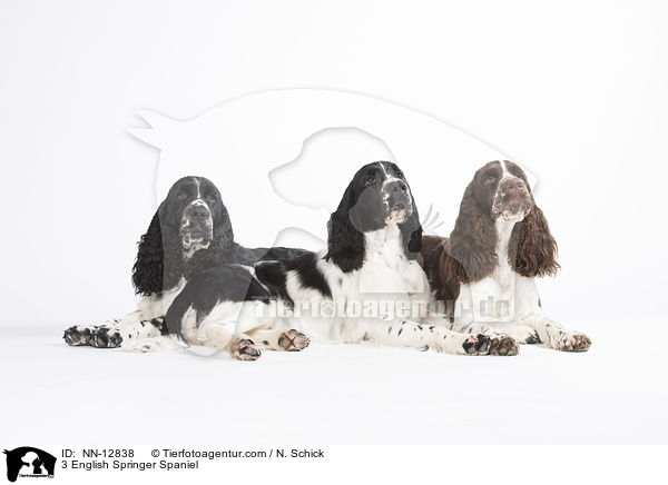 3 English Springer Spaniel / 3 English Springer Spaniel / NN-12838