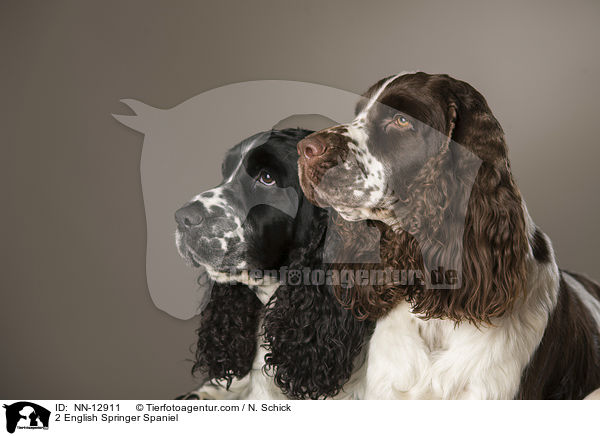 2 English Springer Spaniel / NN-12911