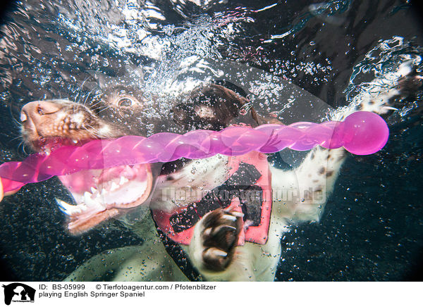spielender English Springer Spaniel / playing English Springer Spaniel / BS-05999