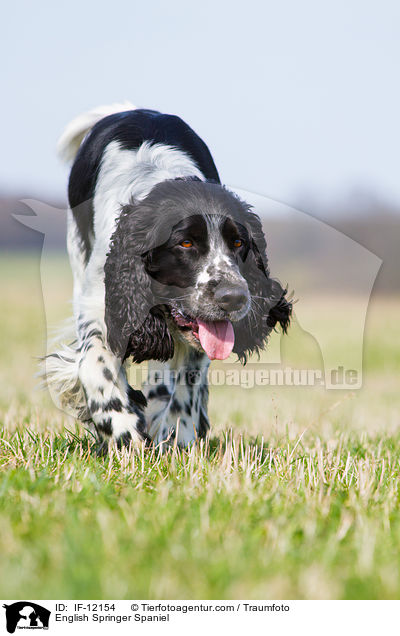 English Springer Spaniel / English Springer Spaniel / IF-12154