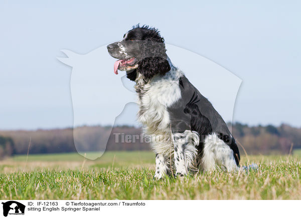 sitzender English Springer Spaniel / sitting English Springer Spaniel / IF-12163