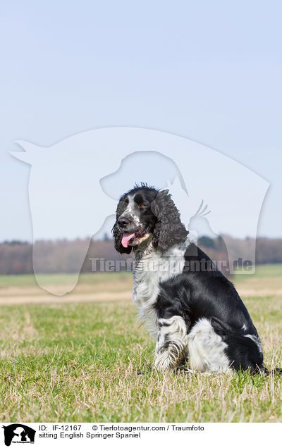 sitzender English Springer Spaniel / sitting English Springer Spaniel / IF-12167