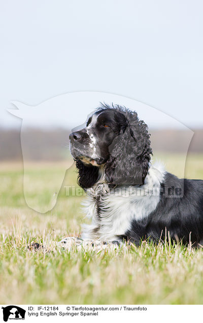 liegender English Springer Spaniel / lying English Springer Spaniel / IF-12184