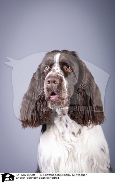 English Springer Spaniel Portrait / English Springer Spaniel Portrait / MW-08905