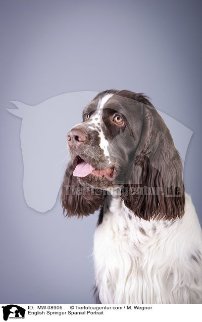 English Springer Spaniel Portrait / English Springer Spaniel Portrait / MW-08906