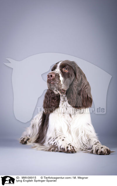 liegender English Springer Spaniel / lying English Springer Spaniel / MW-08915