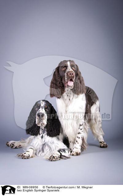 two English Springer Spaniels / MW-08956