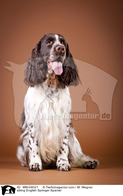 sitzender English Springer Spaniel / sitting English Springer Spaniel / MW-09021