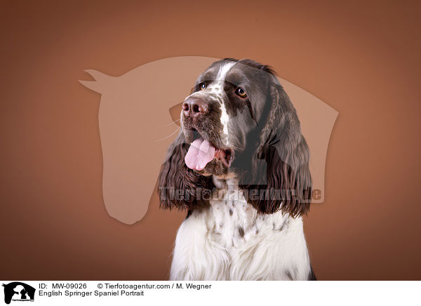 English Springer Spaniel Portrait / English Springer Spaniel Portrait / MW-09026