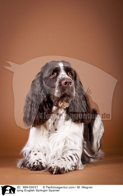 liegender English Springer Spaniel / lying English Springer Spaniel / MW-09031