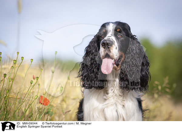 English Springer Spaniel Portrait / English Springer Spaniel Portrait / MW-09044