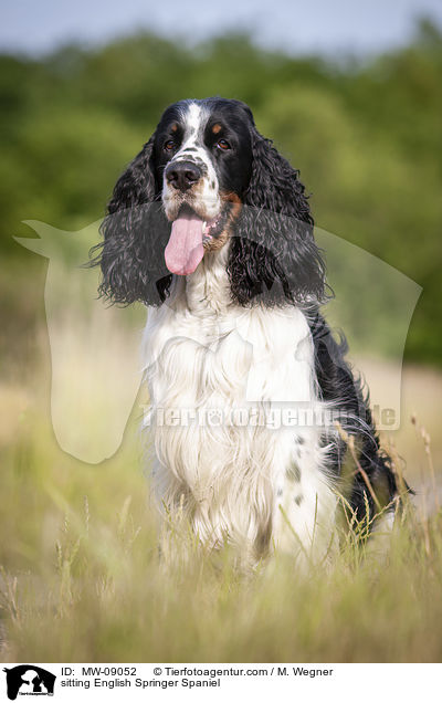 sitzender English Springer Spaniel / sitting English Springer Spaniel / MW-09052