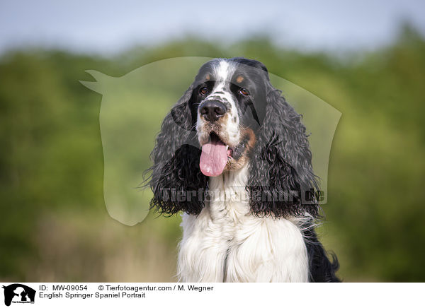 English Springer Spaniel Portrait / English Springer Spaniel Portrait / MW-09054