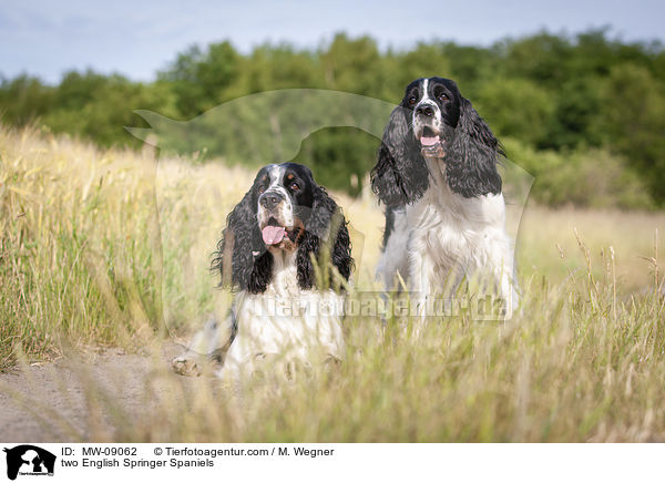 Zwei English Springer Spaniels / two English Springer Spaniels / MW-09062