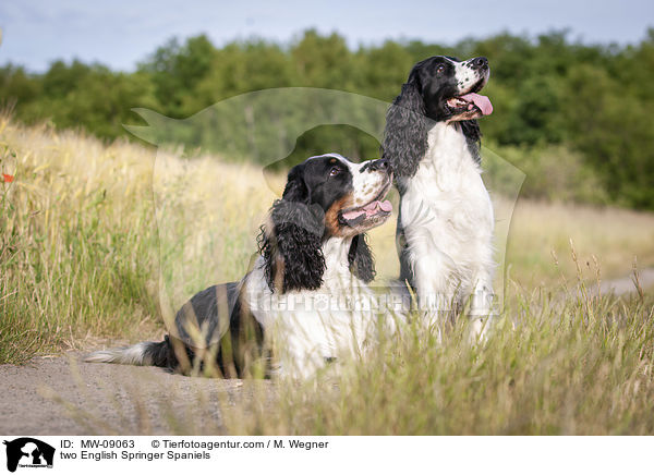 Zwei English Springer Spaniels / two English Springer Spaniels / MW-09063