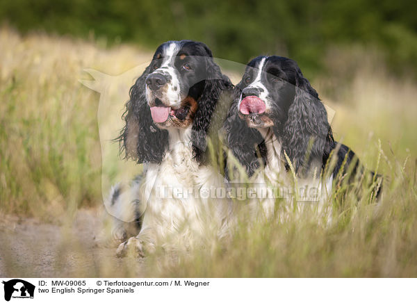 Zwei English Springer Spaniels / two English Springer Spaniels / MW-09065