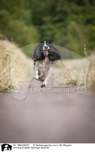 rennender English Springer Spaniel / running English Springer Spaniel / MW-09067