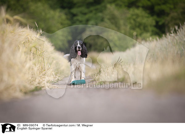 English Springer Spaniel / English Springer Spaniel / MW-09074
