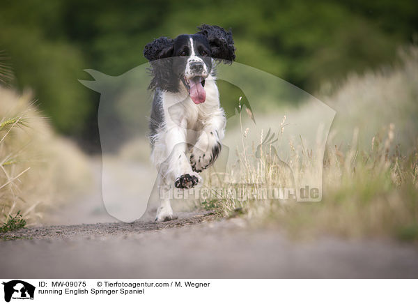 rennender English Springer Spaniel / running English Springer Spaniel / MW-09075