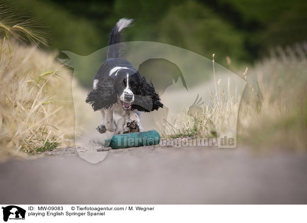 playing English Springer Spaniel / MW-09083