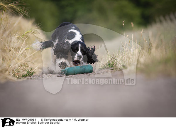 spielender English Springer Spaniel / playing English Springer Spaniel / MW-09084