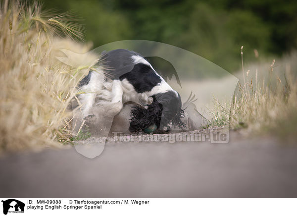 spielender English Springer Spaniel / playing English Springer Spaniel / MW-09088