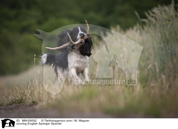 rennender English Springer Spaniel / running English Springer Spaniel / MW-09092