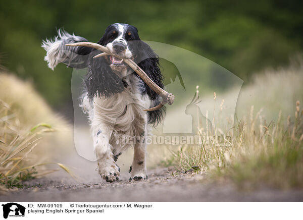 spielender English Springer Spaniel / playing English Springer Spaniel / MW-09109