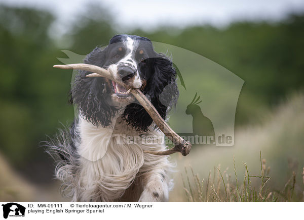 spielender English Springer Spaniel / playing English Springer Spaniel / MW-09111