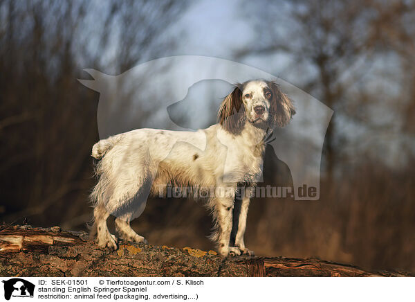 stehender English Springer Spaniel / standing English Springer Spaniel / SEK-01501