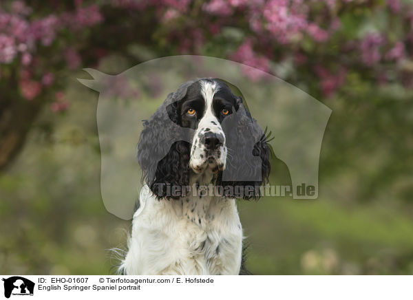 English Springer Spaniel Portrait / English Springer Spaniel portrait / EHO-01607