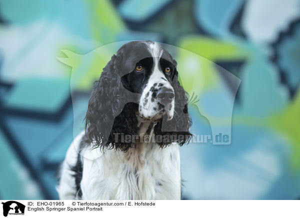 English Springer Spaniel Portrait / English Springer Spaniel Portrait / EHO-01965